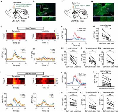 The Response Dynamics and Function of Cholinergic and GABAergic Neurons in the Basal Forebrain During Olfactory Learning